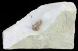 Scare Cyphaspis Trilobite - Large For Species #61691-1